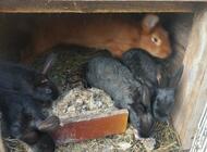 Grajewo ogłoszenia: Sprzedam drób ozdobny i króliki.  
Więcej informacji udzielę... - zdjęcie