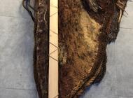 Grajewo ogłoszenia: Sprzedam pięknie zrobioną ćmę tak jak na zdjęciach może  być... - zdjęcie