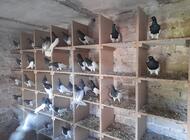 Grajewo ogłoszenia: Sprzedam gołebie murzyny 60 sztuk cena 15 zł za sztuke tel 508081721 - zdjęcie