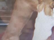 Grajewo ogłoszenia: Zaginął pies wabi się Kuba. Ostatni raz widziany w... - zdjęcie