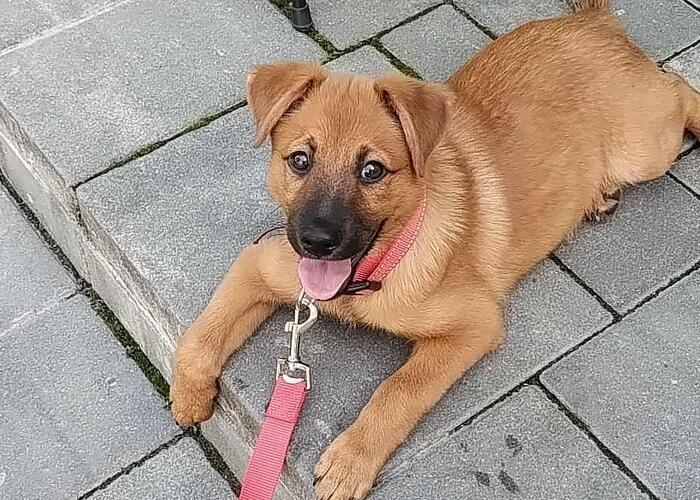 Grajewo ogłoszenia: Oddam pieska w dobre ręce Amorek ma 4 miesiące, odrobaczony lubi...