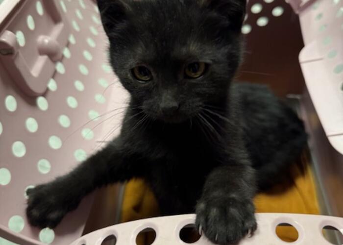 Grajewo ogłoszenia: Oddam urocze młode kotki 2,5 mies. (rodzeństwo kotek i kotka) po...