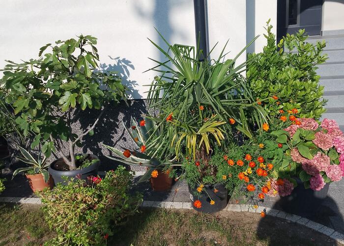 Grajewo ogłoszenia: Kwiaty do sprzedania. Palmy, Oleandry, prawdziwy liść laurowy do...
